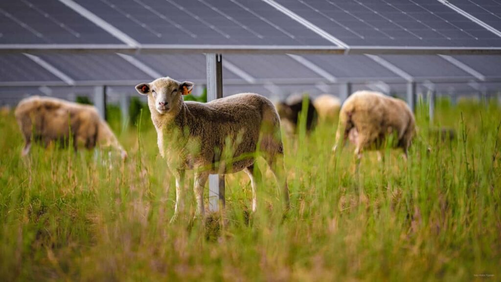Får græsser under solpaneler i en energipark
