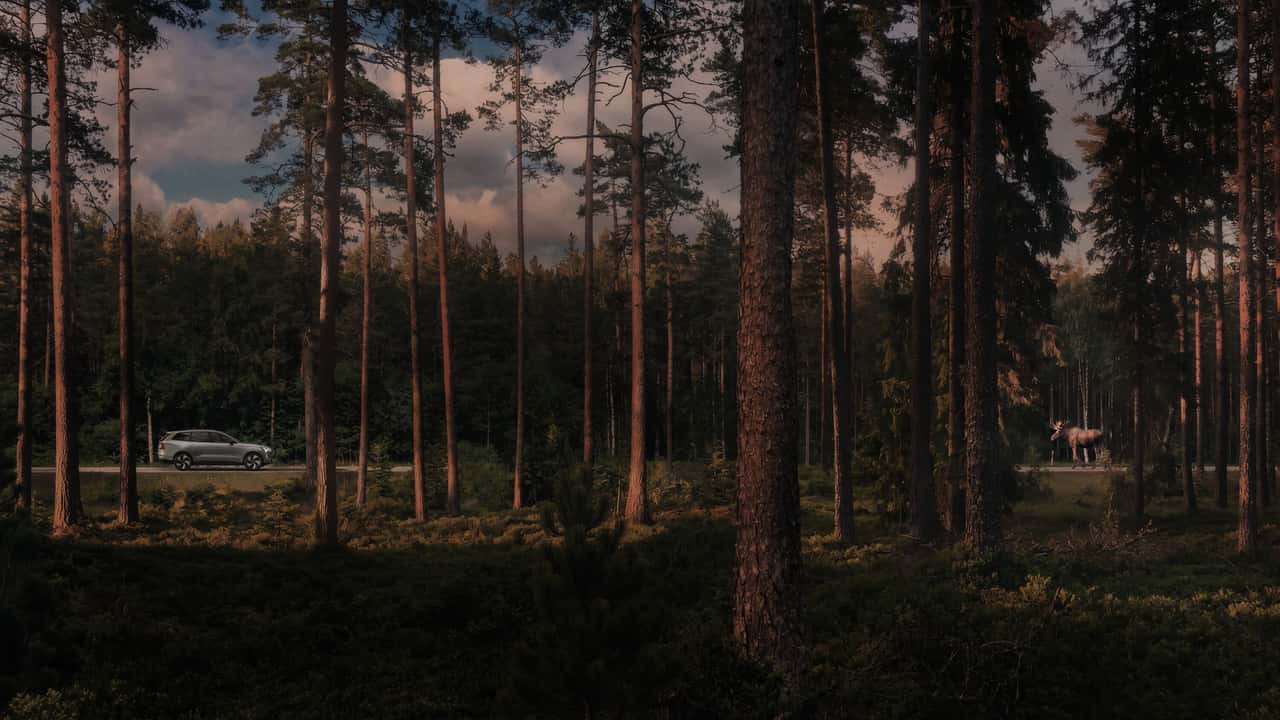 SUV kører gennem en skovområdescene
